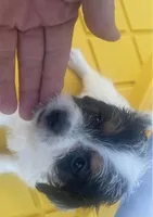 Robbie, a male Schnoodle and Poodle - Toy  for sale in Veneta, OR – 2 of 10