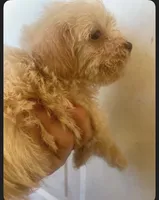Lady, a female Schnoodle and Poodle - Toy  for sale in Veneta, OR – 4 of 10