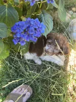 Leo, a male Maltipoo for sale in Veneta, OR – 8 of 8