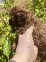 Shy, a female Maltipoo for sale in Veneta, OR – 8 of 9