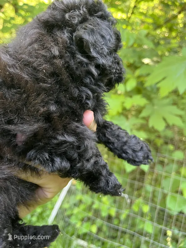 Star – Maltipoo puppy for sale in Veneta, OR