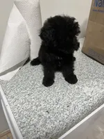 Marshall, a male Maltipoo for sale in Veneta, OR – 6 of 10