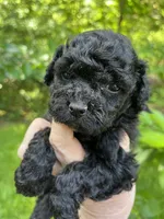 Scarlet, a female Maltipoo for sale in Veneta, OR – 3 of 6