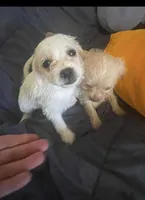 Ghost, a female Schnoodle and Poodle - Toy  for sale in Veneta, OR – 3 of 10