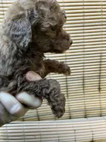 Coco, a female Poodle - Miniature  for sale in Veneta, OR – 7 of 10