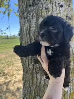 Leo, a male Maltipoo for sale in Veneta, OR – 2 of 5