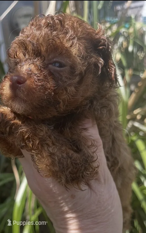 Shy – Maltipoo puppy for sale in Veneta, OR