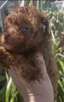 Shy, a female Maltipoo for sale in Veneta, OR – 1 of 9