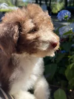 Leo, a male Maltipoo for sale in Veneta, OR – 6 of 8
