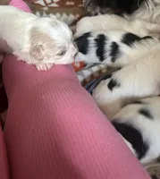 Simba, a male Japanese Chin and Yorkshire Terrier for sale in Sioux Falls, SD – 3 of 3