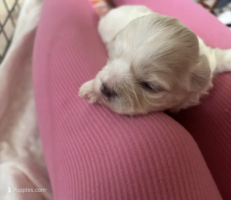 Simba – Japanese Chin, Yorkshire Terrier puppy for sale in Sioux Falls, SD