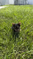 Purple, a female Yorkshire Terrier for sale in Kissimmee, FL – 1 of 2