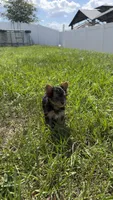 Pink, a female Yorkshire Terrier for sale in Kissimmee, FL – 2 of 2