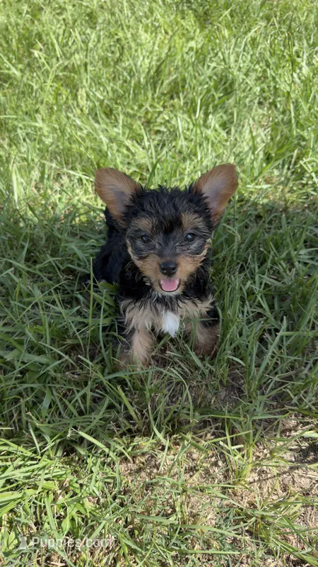 Pink – Yorkshire Terrier puppy for sale in Kissimmee, FL