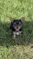 Pink, a female Yorkshire Terrier for sale in Kissimmee, FL – 1 of 2