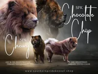 Light Cream Male , a male Chow Chow for sale in Cleveland, TX – 5 of 5