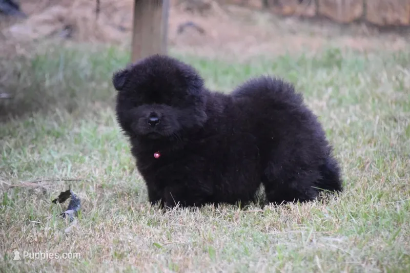 Black Female  – Chow Chow puppy for sale in Cleveland, TX