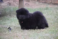 Black Female , a female Chow Chow for sale in Cleveland, TX – 1 of 4