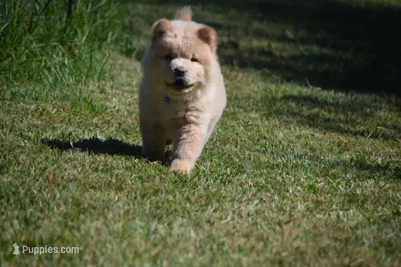 Light Cream Male  – Chow Chow puppy for sale in Cleveland, TX