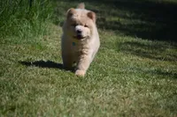 Light Cream Male , a male Chow Chow for sale in Cleveland, TX – 1 of 5