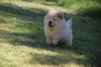Dark Cream Male , a male Chow Chow for sale in Cleveland, TX – 1 of 4