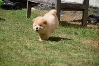 Dark Cream Male , a male Chow Chow for sale in Cleveland, TX – 2 of 4