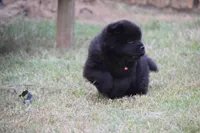 Black Female , a female Chow Chow for sale in Cleveland, TX – 2 of 4