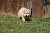 Light Cream Male , a male Chow Chow for sale in Cleveland, TX – 3 of 5