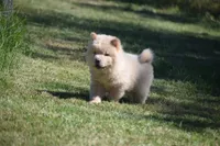 Light Cream Male , a male Chow Chow for sale in Cleveland, TX – 2 of 5