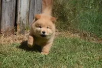 Dark Cream Male , a male Chow Chow for sale in Cleveland, TX – 3 of 4