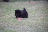 Black Female , a female Chow Chow for sale in Cleveland, TX – 3 of 4