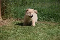 Light Cream Male , a male Chow Chow for sale in Cleveland, TX – 4 of 5