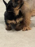 Bella , a female Yorkshire Terrier for sale in Saint Cloud, FL – Photo 3 of 3