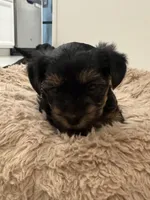 Bella , a female Yorkshire Terrier for sale in Saint Cloud, FL – Photo 2 of 3