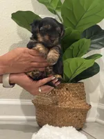 Bella , a female Yorkshire Terrier for sale in Saint Cloud, FL – Photo 1 of 3