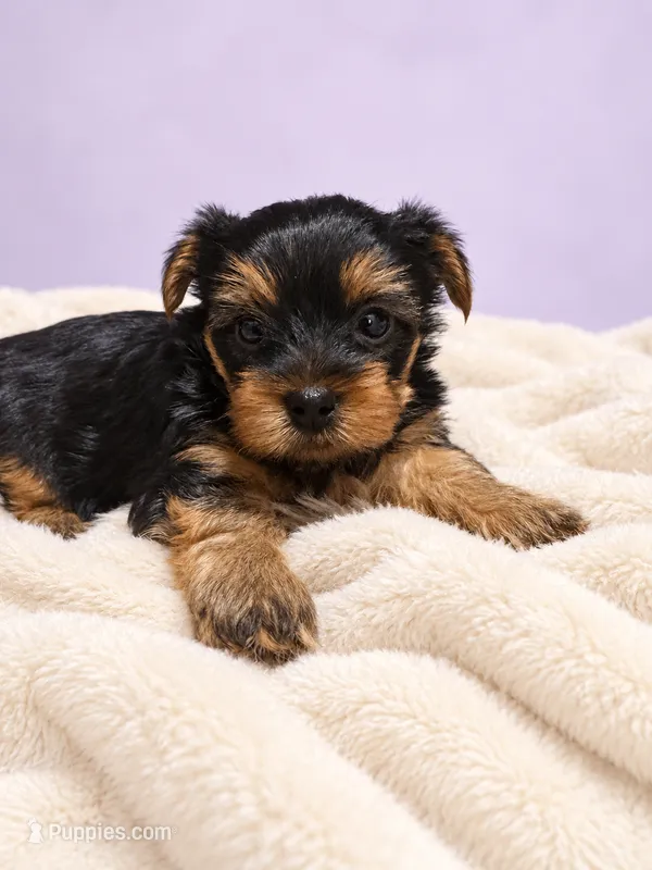 Lily – Yorkshire Terrier puppy for sale in Saint Cloud, FL