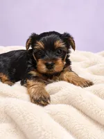 Lily, a female Yorkshire Terrier for sale in Saint Cloud, FL – 1 of 9
