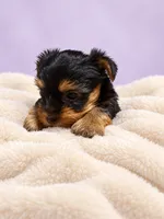 Lily, a female Yorkshire Terrier for sale in Saint Cloud, FL – 7 of 9
