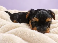 Lily, a female Yorkshire Terrier for sale in Saint Cloud, FL – 5 of 9