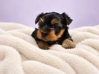 Lily, a female Yorkshire Terrier for sale in Saint Cloud, FL – 6 of 9