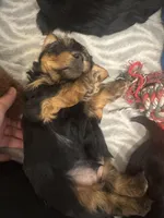 Snoopy, a male Yorkshire Terrier for sale in Saint Cloud, FL – Photo 5 of 6