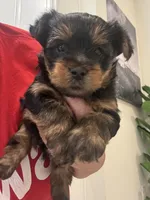 Snoopy, a male Yorkshire Terrier for sale in Saint Cloud, FL – Photo 2 of 6