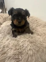 Snoopy, a male Yorkshire Terrier for sale in Saint Cloud, FL – Photo 3 of 6