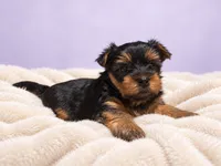 Lily, a female Yorkshire Terrier for sale in Saint Cloud, FL – 9 of 9