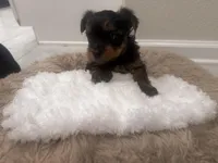 Snoopy, a male Yorkshire Terrier for sale in Saint Cloud, FL – Photo 4 of 6