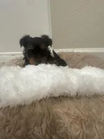 Snoopy, a male Yorkshire Terrier for sale in Saint Cloud, FL – Photo 6 of 6