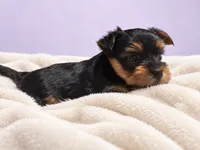 Lily, a female Yorkshire Terrier for sale in Saint Cloud, FL – 8 of 9