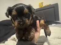 Stitch, a male Yorkshire Terrier for sale in Saint Cloud, FL – Photo 4 of 5