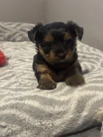 Stitch, a male Yorkshire Terrier for sale in Saint Cloud, FL – Photo 5 of 5