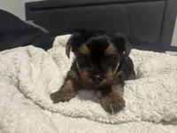 Stitch, a male Yorkshire Terrier for sale in Saint Cloud, FL – Photo 3 of 5